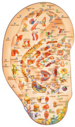 auriculoterapia mapa Fitoterapia